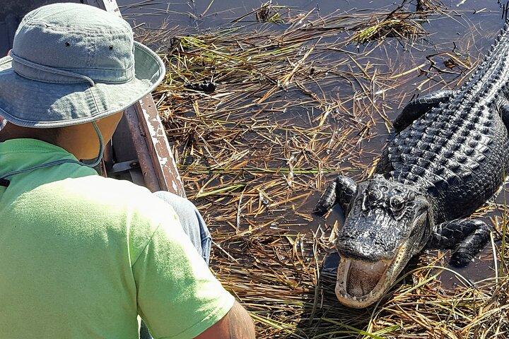 Tour en barco por las 10.000 islas + paseo guiado naturalista por los Everglades