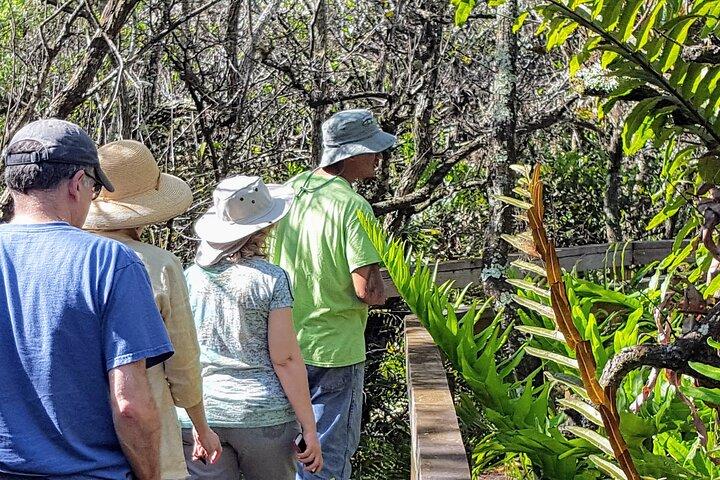 Tour en barco por las 10.000 islas + paseo guiado naturalista por los Everglades
