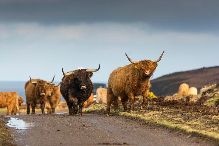 Excursão de 8 dias na Ilha de Skye, Orkney e Costa Norte 500 a partir de Edimburgo