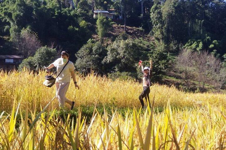 Chiang Mai Eco Trek La plus grande cascade Le pic de la Thaïlande 1 Jour