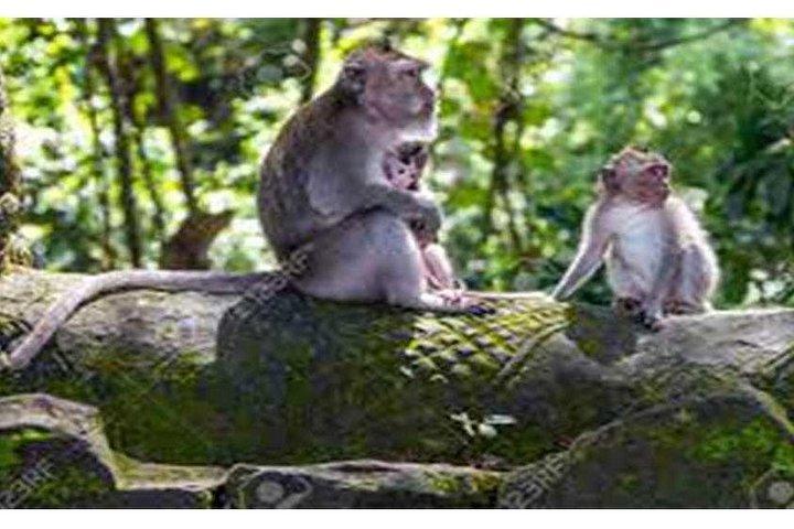 プライベート ツアー : ティルタ エンプル、トゥカド チュプンの滝、ペングリプラン ビレッジ