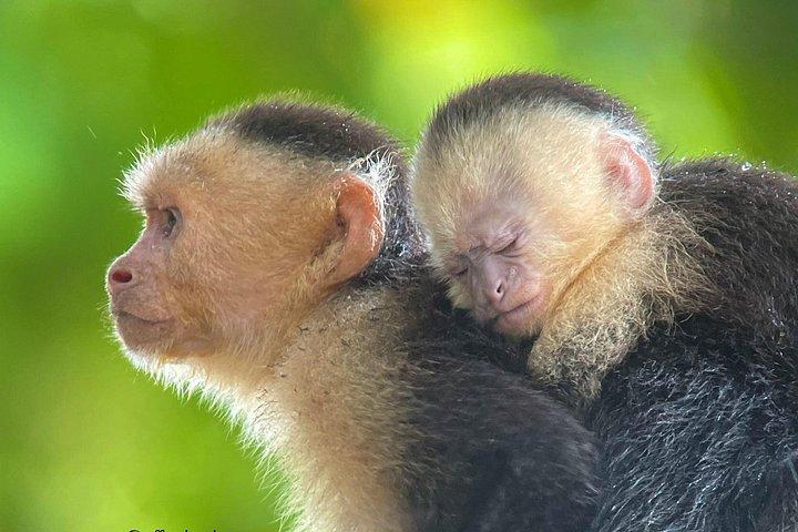 Manuel Antonio with Mauro / Tickets not Included!