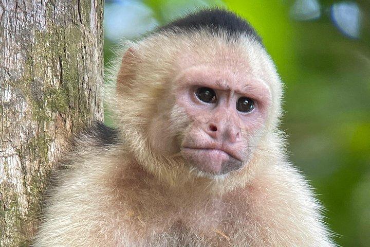 Manuel Antonio with Mauro / Tickets not Included!