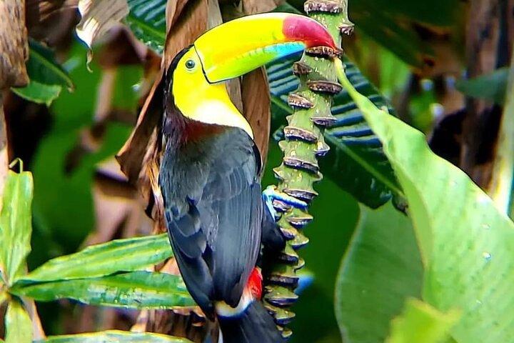 Blue River Waterfall en Rainforest Full Day Tour