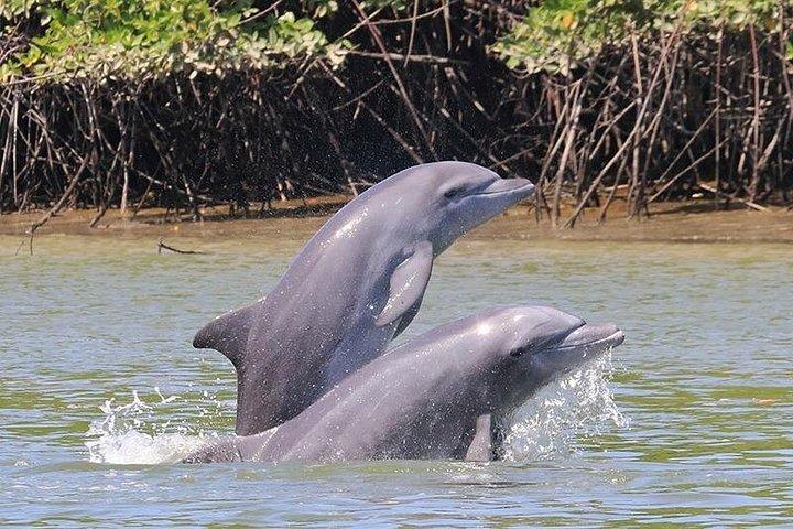 Halvdags delfin- og fuglekiggeri i mangroveskoven i Puerto del Morro