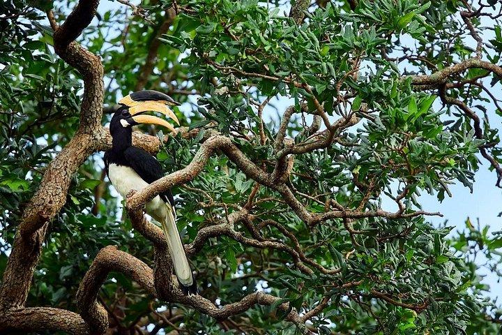 プライベートデイツアー:ゴールとウェリガマからのヤラ国立公園サファリツアー