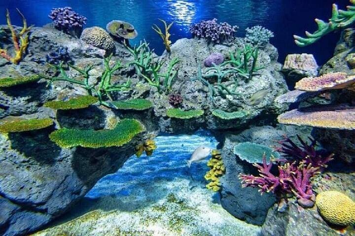 Angkor Wildlife & Aquarium Halvdagstur
