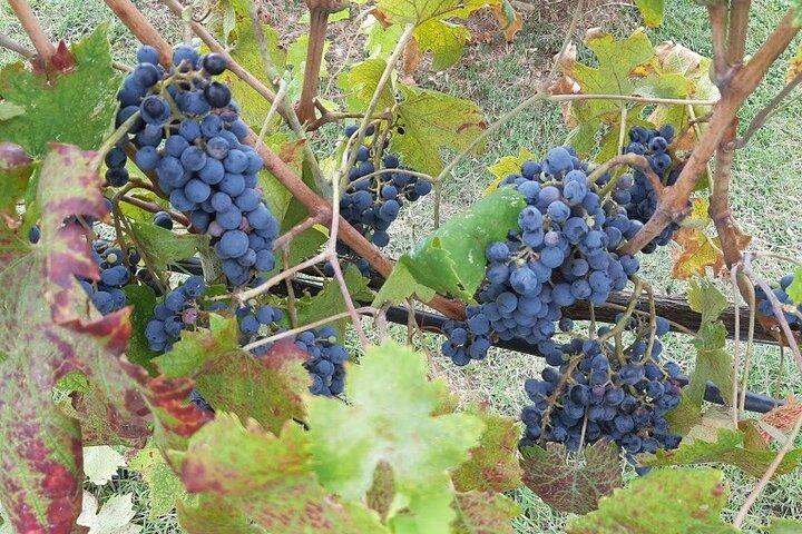 MEIO DIA: Chianti Classic Tour com Wine Experience e visita a San Gimignano