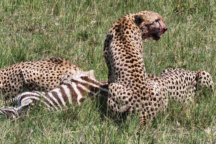 6 Tage Amboseli, Lake Naivasha und Masai Mara Abenteuer