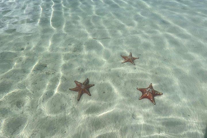 グランドケイマンプライベートチャーター・ストリングレイシティ、シュノーケリング＆ヒトデ