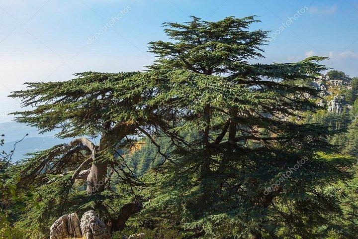 Beiteddine og Al-Chouf Cedar Reserve