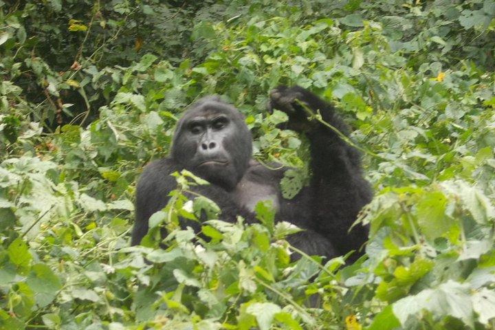 2 Days Gorilla Trekking in Bwindi through Kigali