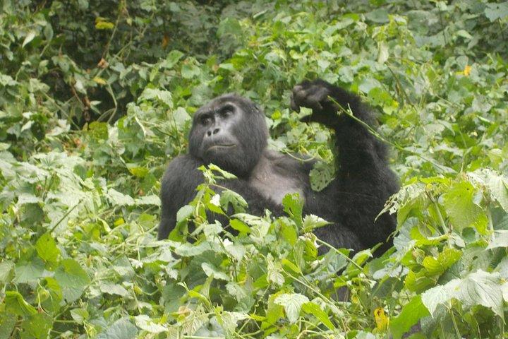 2 Days Gorilla Trekking in Bwindi through Kigali