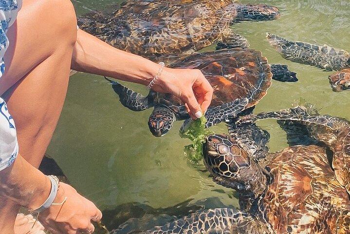 Mnemba-eiland, Nungwi Village en zeeschildpaddenervaring