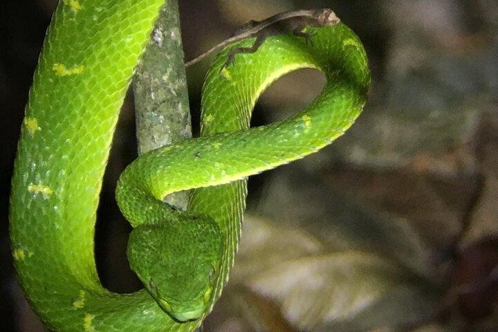Nattevandring i Monteverde