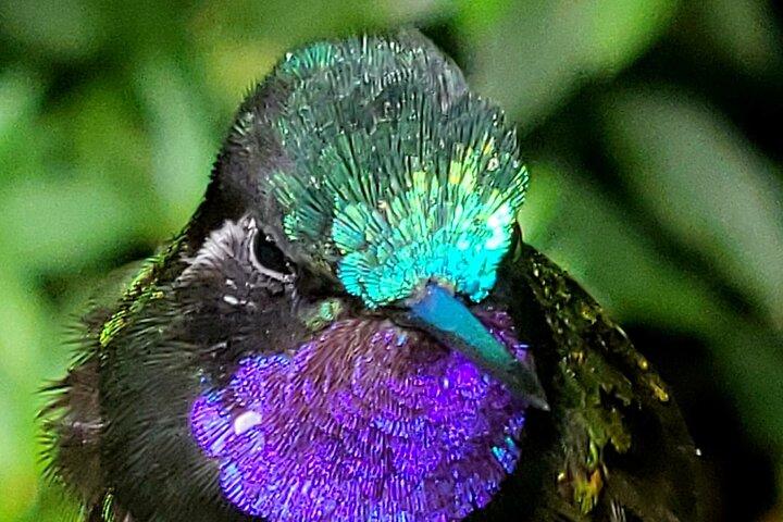 Monteverde Cloud Forest / Wildlife Tour / Local Naturalist