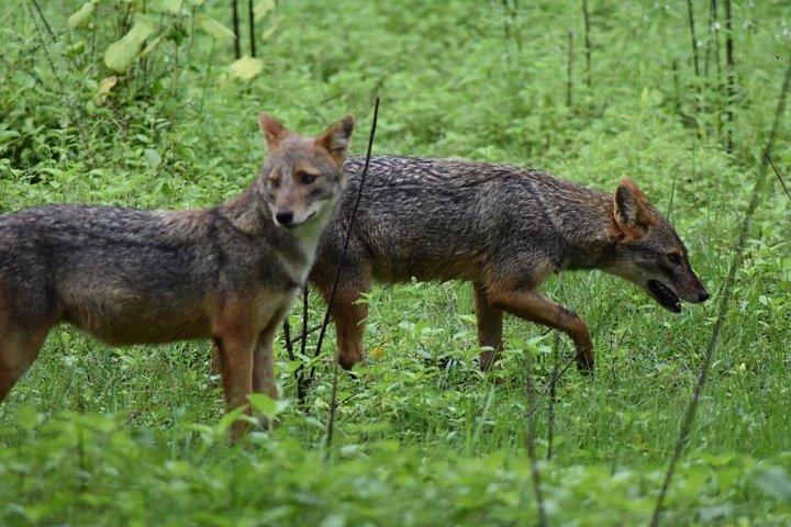 ウダワラウェ国立公園 |プライベートサファリツアー