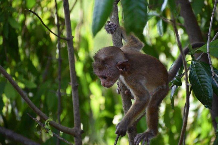 ウダワラウェ国立公園 |プライベートサファリツアー