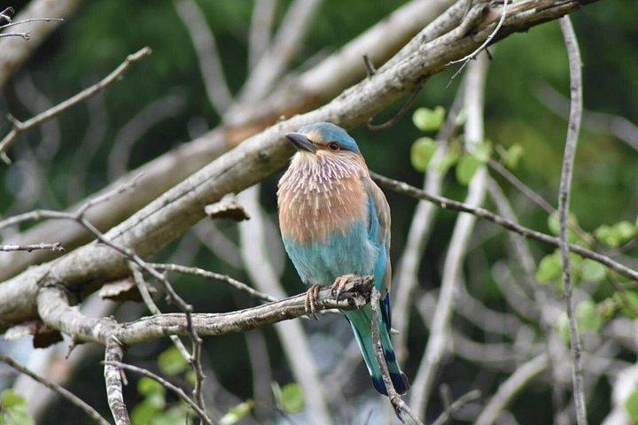 ウダワラウェ国立公園 |プライベートサファリツアー