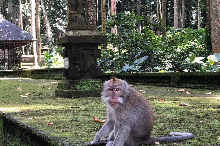 Discover UNESCO Heritage of Jatiluwih and Beratan Lake Temple