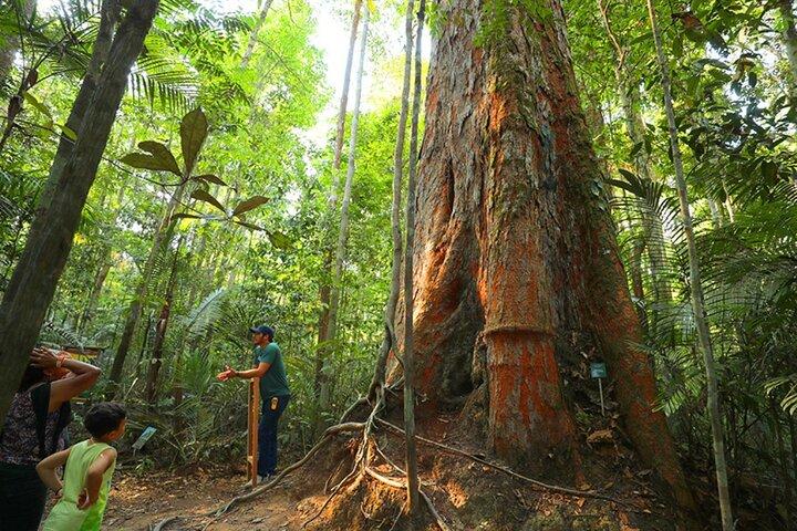 マナウスのアマゾン博物館（MUSA）ツアー：アマゾン体験
