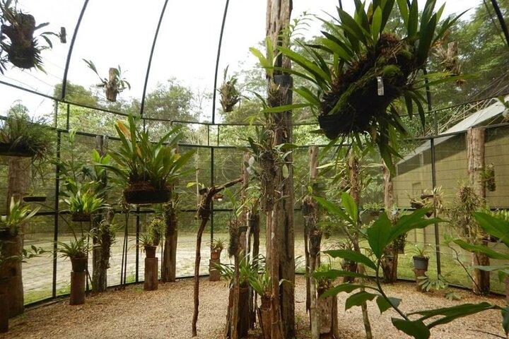 マナウスのアマゾン博物館（MUSA）ツアー：アマゾン体験