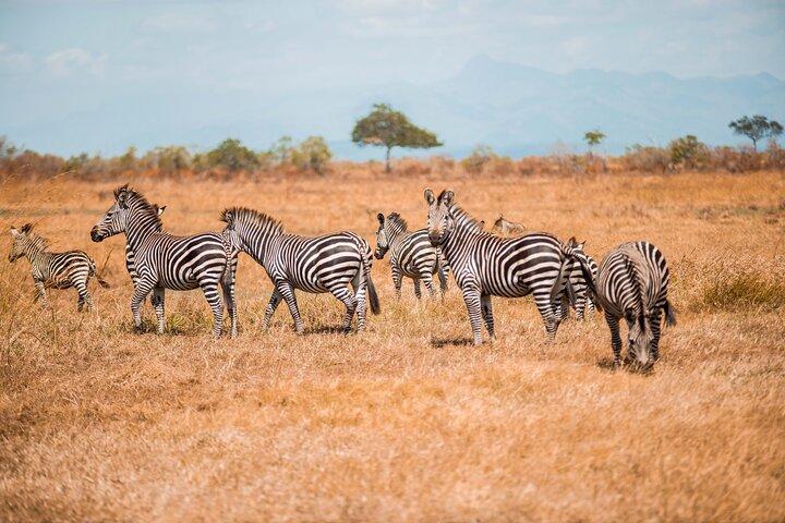 3 dagars privat Mikumi National Park Wildlife Encounter Safari Tour