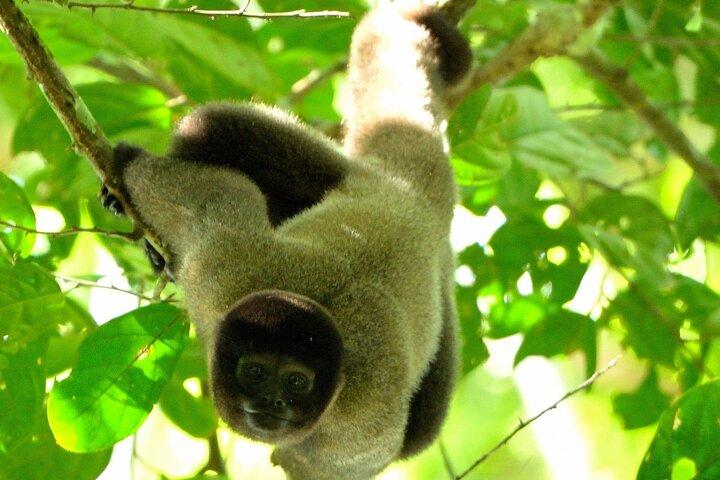 Excursion de 3 jours au parc national de Manu au départ de Cusco