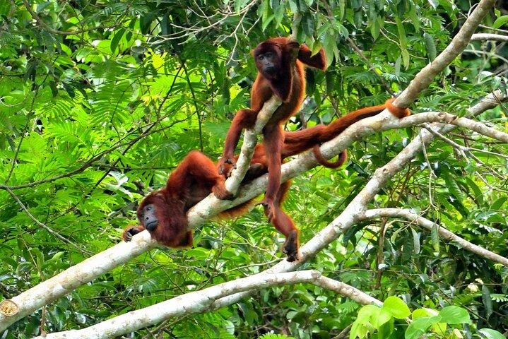 Excursion de 3 jours au parc national de Manu au départ de Cusco