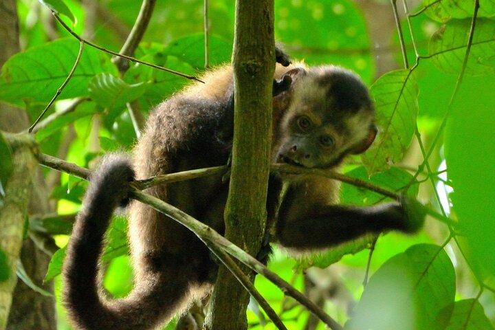 Excursion de 3 jours au parc national de Manu au départ de Cusco