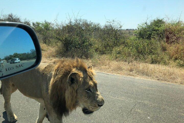 Kruger National Park Heldagstur