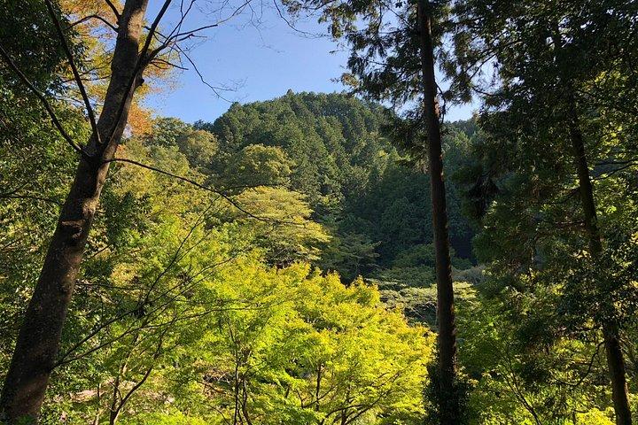 温泉付き高尾山終日ハイキングツアー