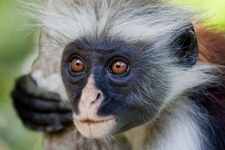 Exclusief dagavontuur op Zanzibar: Jozani Forest, verborgen pareltjes