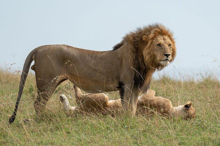6-dagars Ngorongoro & Serengeti privat guidad safari