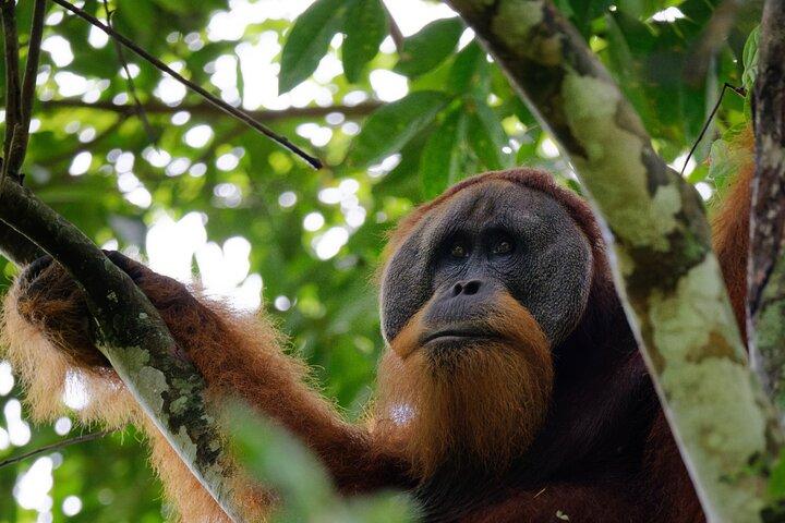 3-dages tur til Bukit Lawang, herunder 1-dages etisk vandretræning i junglen