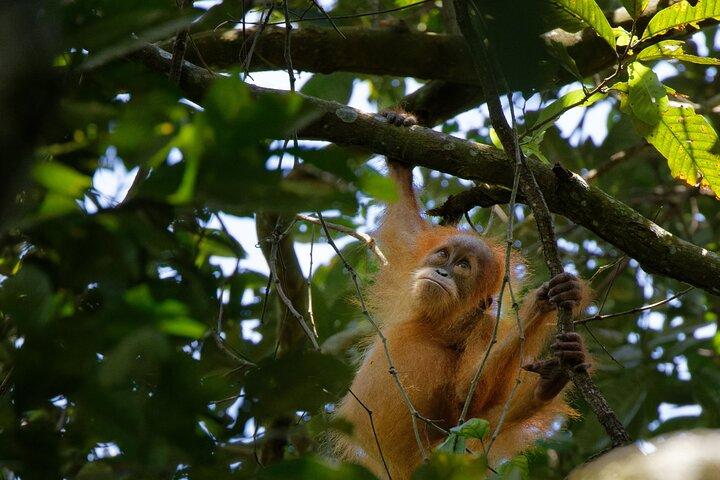 Tour di 4 giorni Bukit Lawang include 2 giorni 1 notte di trekking nella giungla