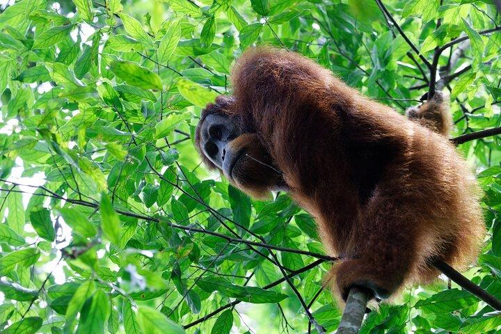 7 dage 6 nætter North Sumatra Tour (Bukit Lawang-Berastagi-Lake Toba)