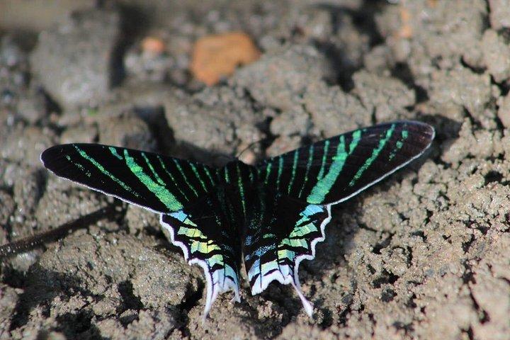 滝と温泉を楽しむ5日間のマヌージャングルツアー
