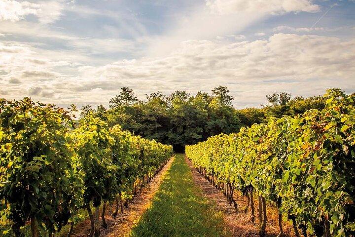 Médoc Region Halvdagars vintur med vingårdsbesök och provningar från Bordeaux
