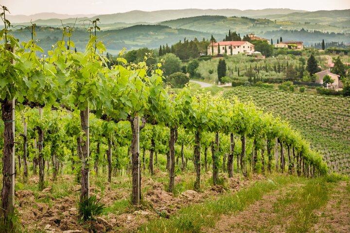 Tour privato in doppia degustazione di vini a Frascati - Esclusivo