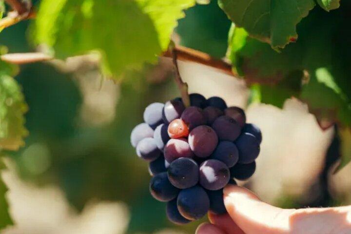 Tour privato in doppia degustazione di vini a Frascati - Esclusivo
