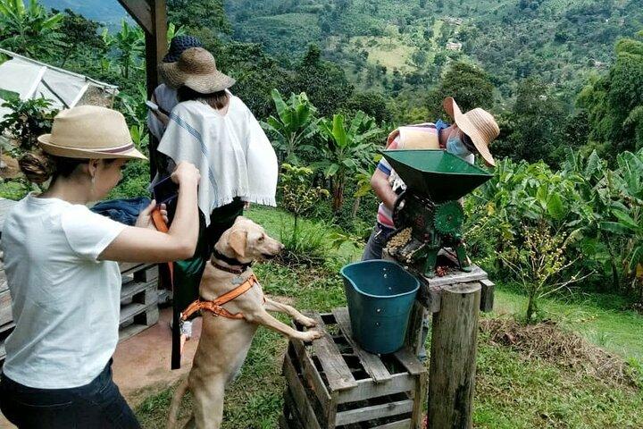 Tour privato del caffè a Jardín Antioquia