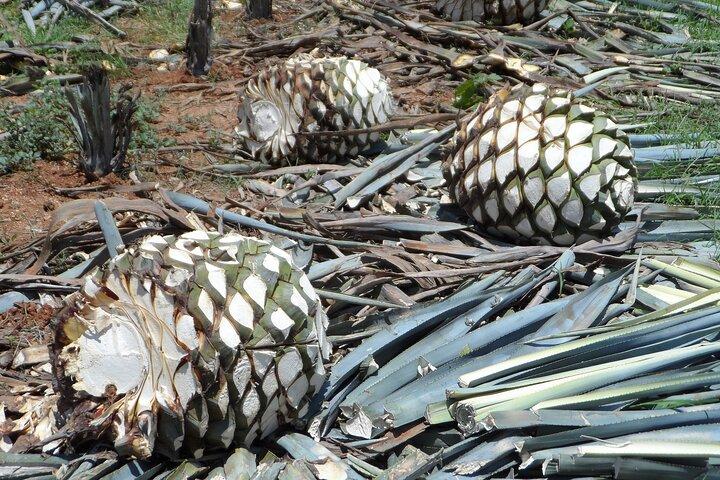 Trasferimento privato da San Miguel de Allende a Tequila con 2 ore per la visita della città