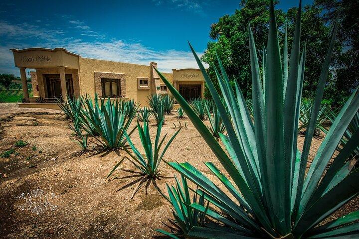 Trasferimento privato da San Miguel de Allende a Tequila con 2 ore per la visita della città