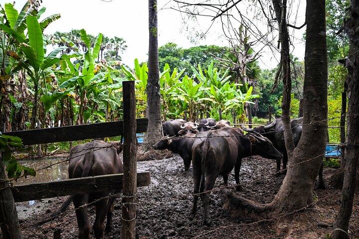 Halbtägige Radtour durch die Landschaft von Siem Reap