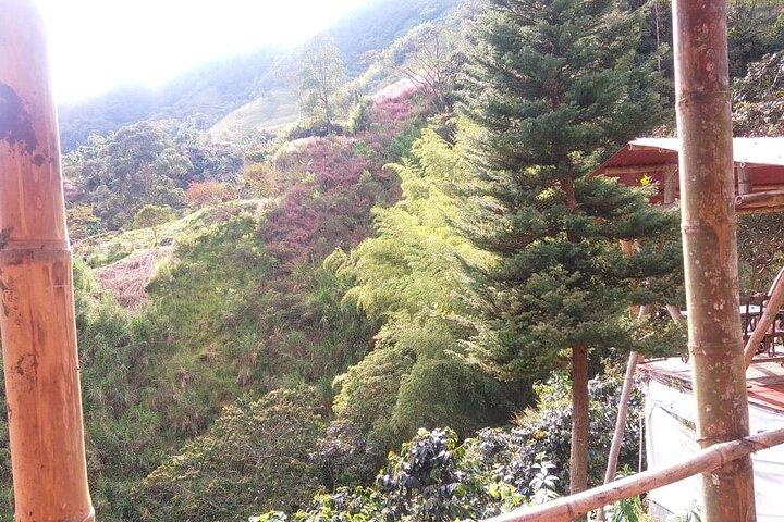 ペレイラ・オーガニックコーヒーツアー
