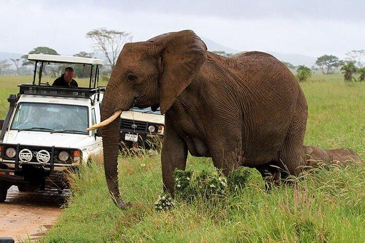 4Days Masai Mara and Lake Nakuru 4X4 Jeep Camping Safari