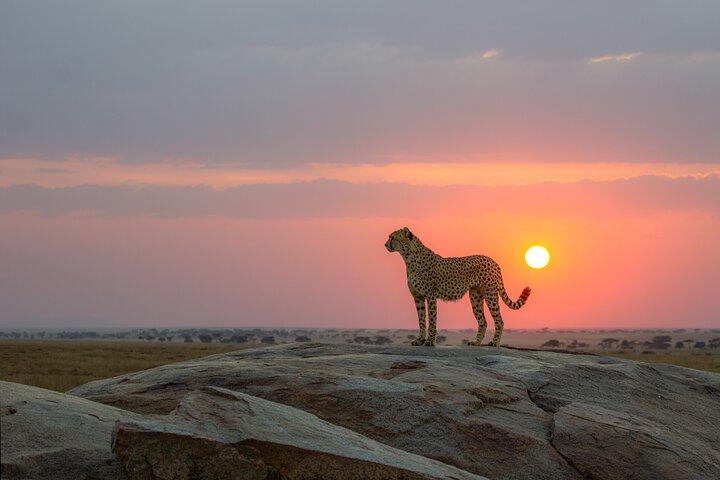 Safari económico de 6 días en Tanzania con Serengeti