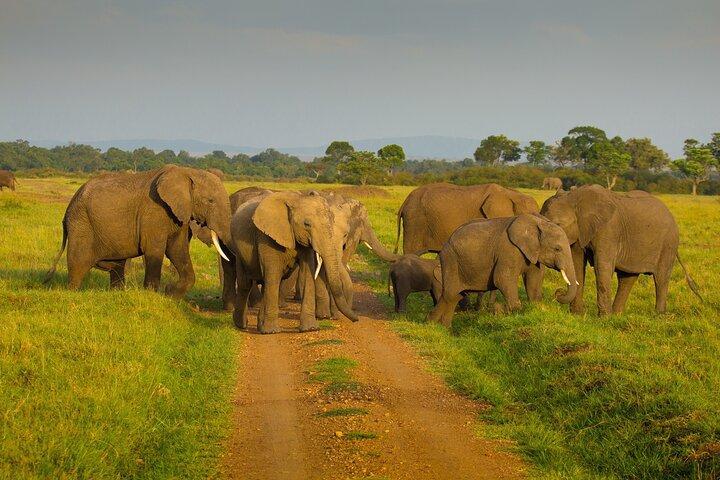 Safari de 4 días en Tanzania