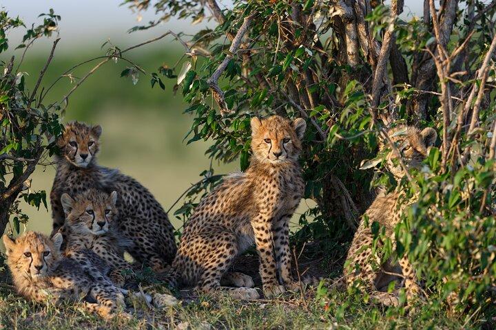 Safari en grupo de 3 días Serengeti y Ngorongoro